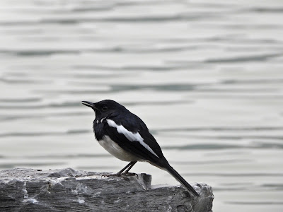 Oriental magpie-robin by Xianjia Lake