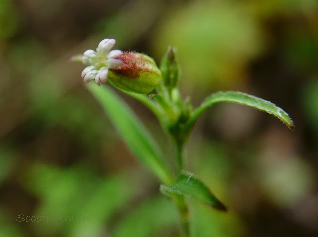 Silene firma