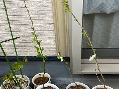 [コンプリート！] 桜 挿し木 根が出るまで 220765-桜 挿し木 根が出るまで