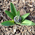 Star Wars Garden Gnome The Stages Of A Bluish Hyacinth