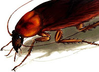 A cockroach