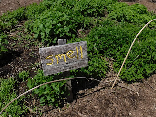 a wooden sign that says "smell" sits amongst mint plants in the childrens garden at Lauritzen Gardens