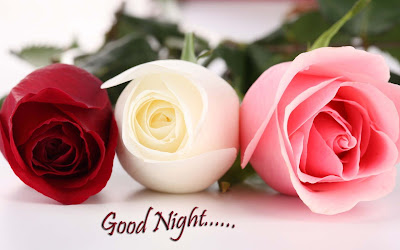 good-night-with-White-Red-Rose