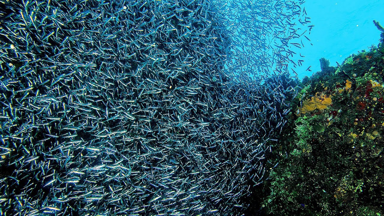 Indian oil sardine Fish