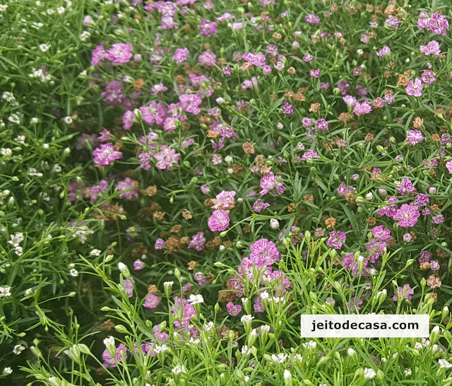 mosquitinho-ou-gypsophila-em-vaso