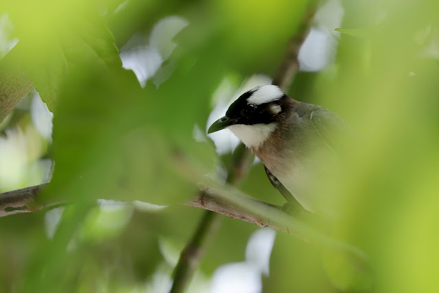 Canon EF70-300mm f/4-5.6L IS USM(胖白) 松山文創園區 拍鳥 試拍照