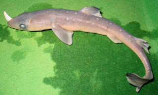 Horned Shark pics images gallery