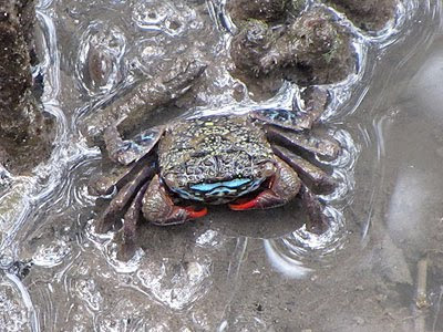 Face-banded Sesarmine Crab (Perisesarma eumolpe)