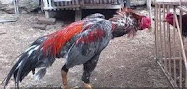 cara melatih ayam aduan berdasarkan tipenya