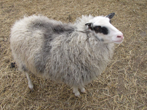 Icelandic sheep