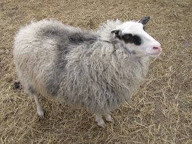 Icelandic sheep