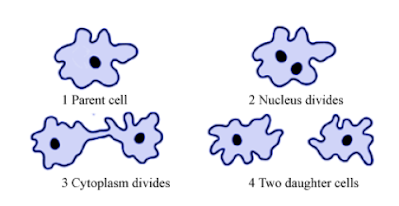 CONCEPT OF HOW DO ORGANISMS REPRODUCE