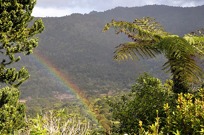 rainbow over the rainforest