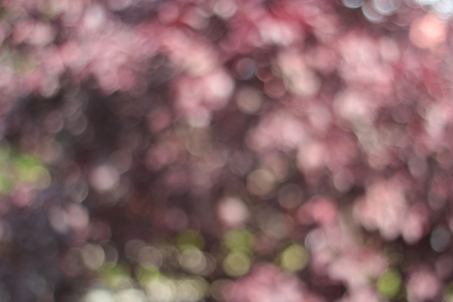 cherry tree in bokeh 