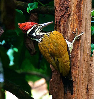 Suara Burung Pelatuk Bawang