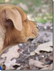 dog 17 mo 014