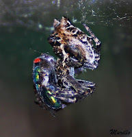 Araña orbitela de las chumberas(Cyrtophora citricola).