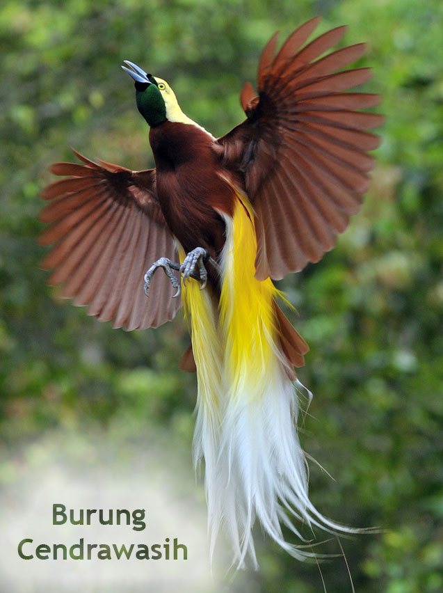 Gambar Burung Cendrawasih Papua