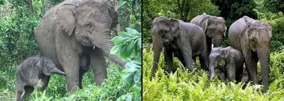 Indonesia Tourism-Sumatra-Gajah-elephant