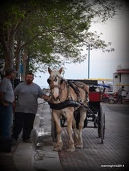 Horse & Carriage Rides in Canal Park