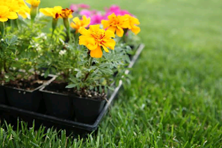 guide to planting a flower garden at home