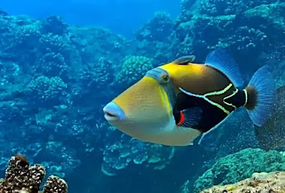 Soins de Triggerfish Picasso