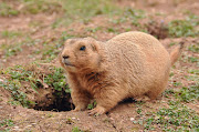 The city of prairie dog family groups may also contain 1526 subgroups . (prairie dog )