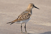 A juvenile Baird's Sandpiper was on the beach at West Angle at 09:00 this . (baird sandpiper )