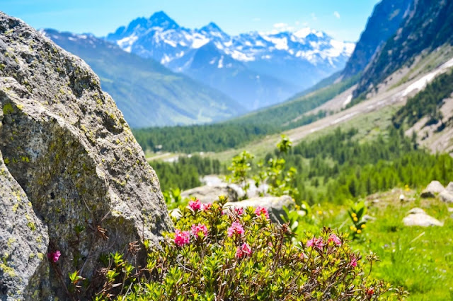 VAL FERRET