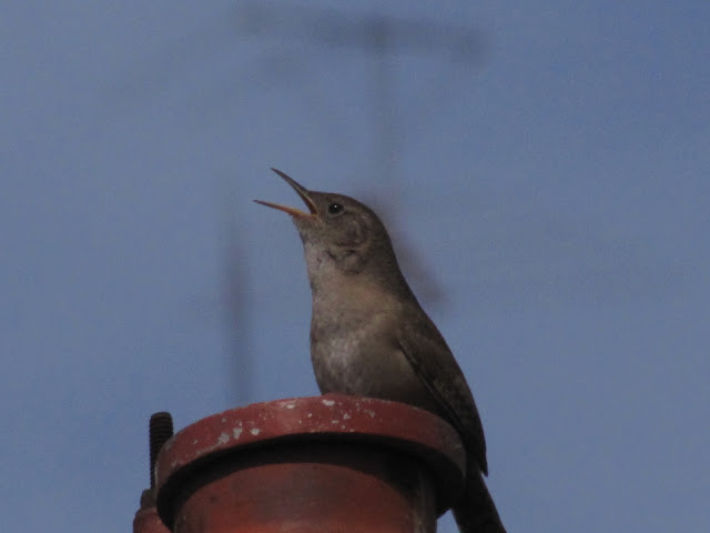 Troglodytes aedon Ratona común