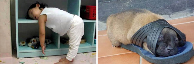 Animais e pessoas cansadas dormem em qualquer lugar, engraçado!