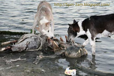 Gambar-Gambar Menyeramkan  Di Pemandangan Sungai Gangga