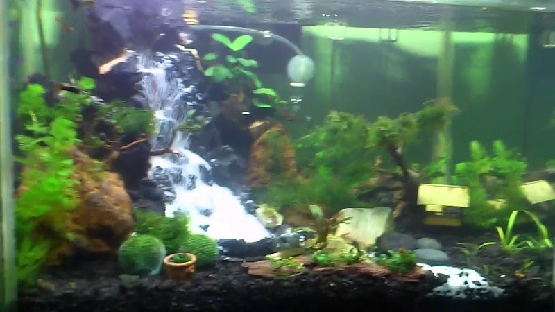 Harga Bahan Untuk Membuat Aquascape Paling Dicari