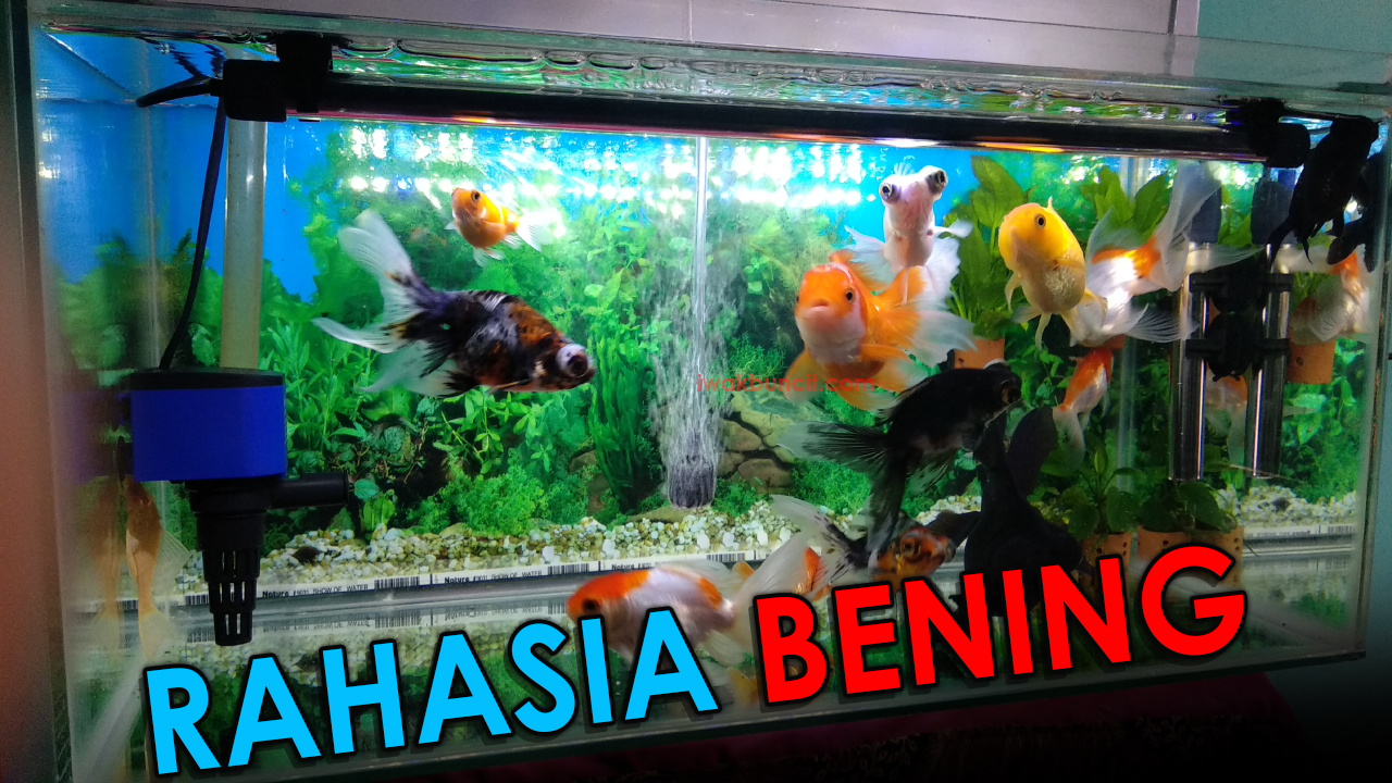 810 Cara Menguras Aquarium Ikan Mas Koki HD Terbaru