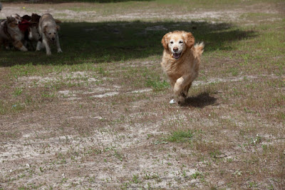 Golden Retriever