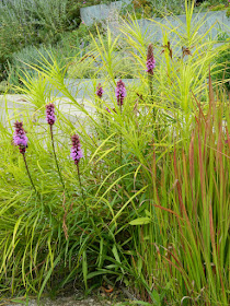 Blazing Star Liatris spicata Floristan Violet at Toronto Botanical Garden by garden muses-not another Toronto gardening blog