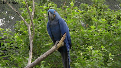 Hyacinth Macaw : Expensive Pet