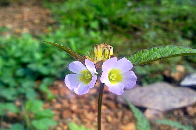 bunga rumput relaks minda