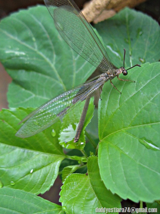 Myrmeleonidae_antlion_undur-undur_5