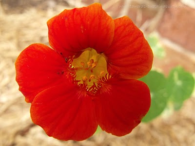 nasturtium flower 