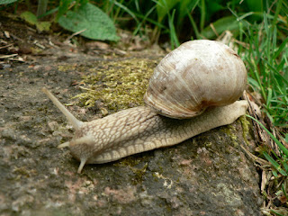 title: Roman snail; source: http://www.freephotos.se; taken by:Magnus Rosendahl