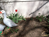 flowers, garden, bleeding heart, tulip