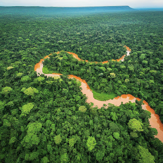 Dense rainforest with tall trees and a winding river, a common sight in the Central African Republic.
