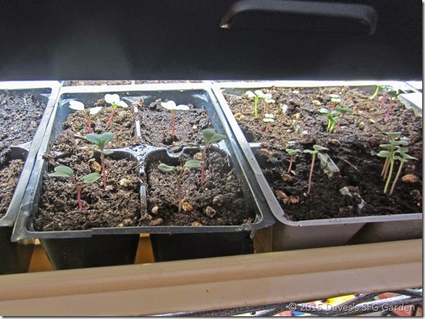 Brassicas