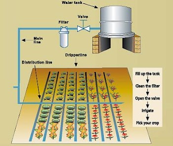 Chia sẻ - Hệ thống tưới nhỏ giọt trồng rau sạch tại nhà