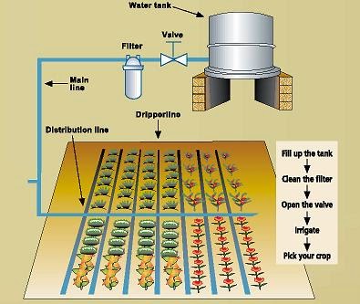 Chia sẻ - Hệ thống tưới nhỏ giọt trồng rau sạch tại nhà