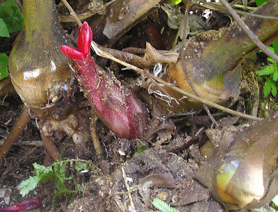 Pano'on Hornstedtia conoidea Siargao Island, Philippines