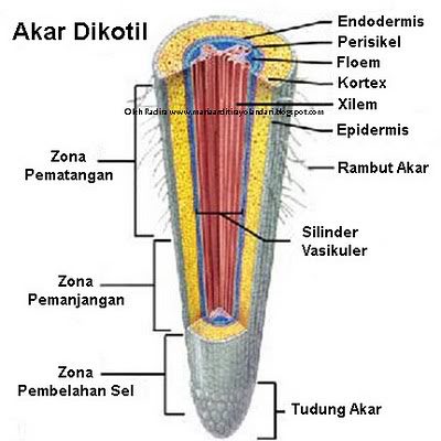 Top Konsep Struktur Luar Akar, Paling Top!