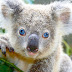 5 Things You Didn’t Know About Koalas