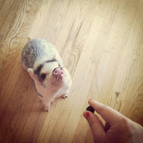 pig getting treat, funny animal pictures, animal pics